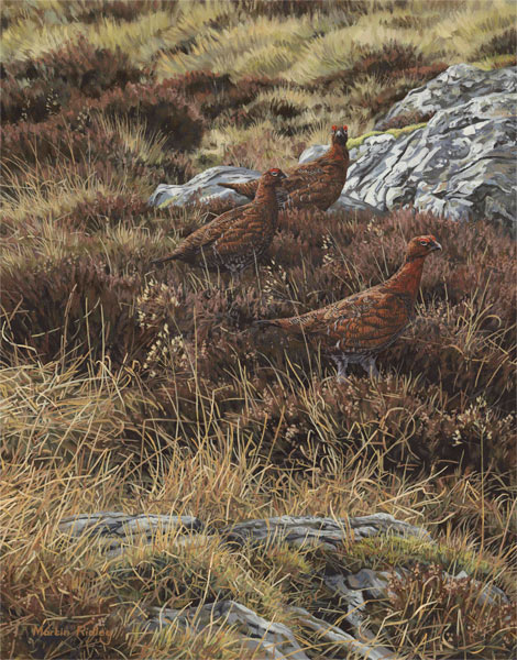 Bird painting in oils - Red grouse amongst the heather in Glen Turret